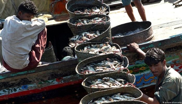 Men saving fish in baskets to transport to fishery in Karachi - DW