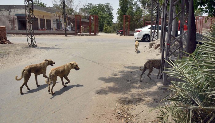 Dogs wandering on a street in Pakistan. — Online/File