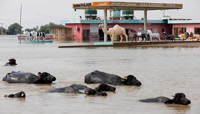 Buffaloes pass in front of a gas station amid flood water on the Indus highway, following rains and floods during the monsoon season in Sehwan, Pakistan September 13, 2022. — Reuters