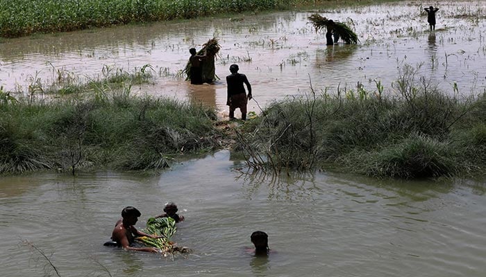 Farmers work in a flooded field in Mehar, Pakistan. — Reuters