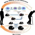 Orally-active, clinically-translatable senolytics restore α-Klotho in mice and humans which may can extend longevity and reverse effects of aging.