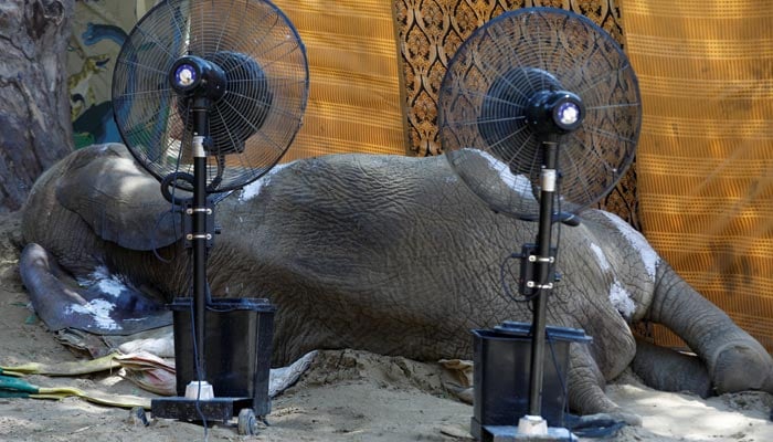 The body of an African elephant Noor Jahan, 17, who was unwell and died, lies in front of water jet fans, at a zoo in Karachi, Pakistan April 22, 2023. — Reuters