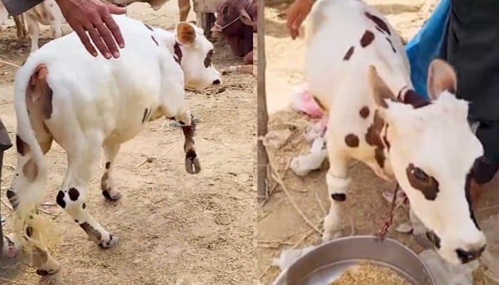 A collage showing the unique small cow named Bholi at Karachi cattle market. — Geo News screengrab