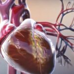 Cardioid model offers glimpse into early heart development